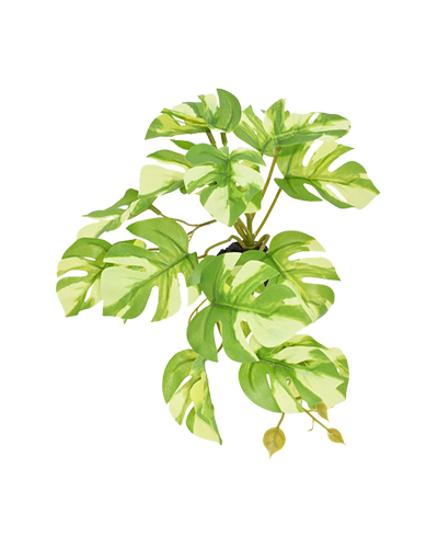 Picture of Komodo Standing Varigated Monstera Plant - 5 in.