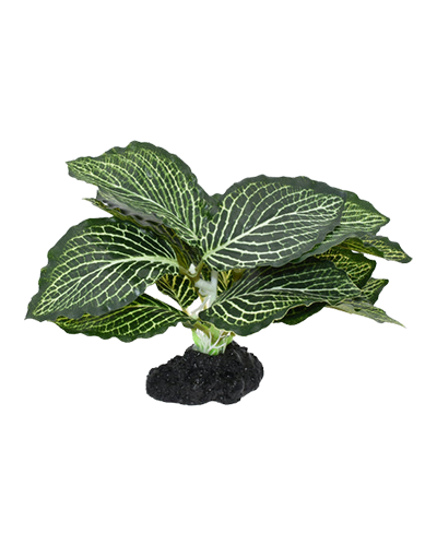 Picture of Komodo Standing Vein Plant - 5 in.