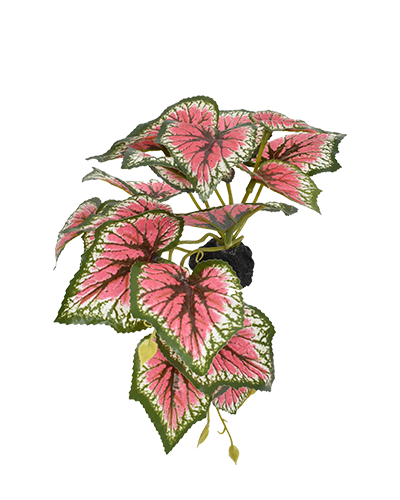 Picture of Komodo Standing Caladium Plant - 5 in.