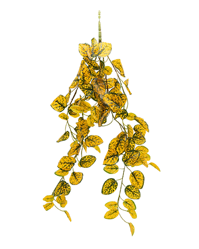 Picture of Pangea Hanging Japanese Laurel Bush - 18 in.