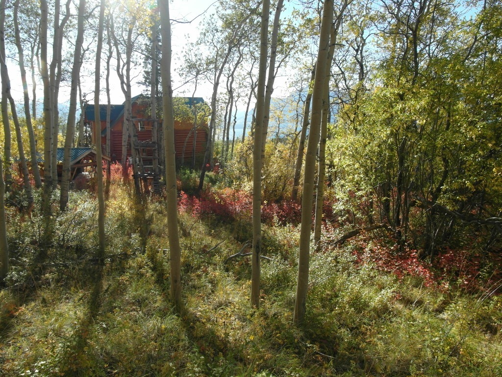 MH streaming sun thru trees