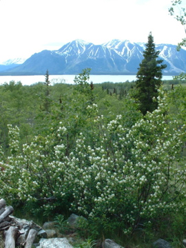 Saskatoon Berry Blossoms 20110610.jpg