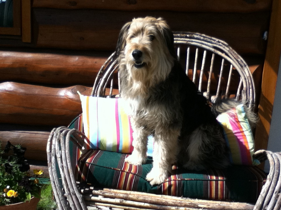 Chester on settee outside