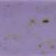 Lavender___flowers_small