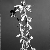 Untitled__v__8x10_medium