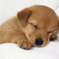 Cute-dog_medium