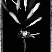 Untitled (I)