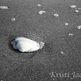 Img_3684.2_small