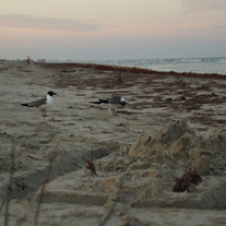 Gulls 4x6 Print