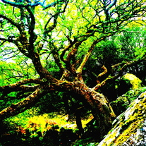 Irish_tree_medium