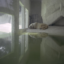 Polar Bear | Cody Cloud | Print