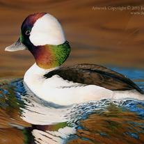 Wbufflehead_web_medium