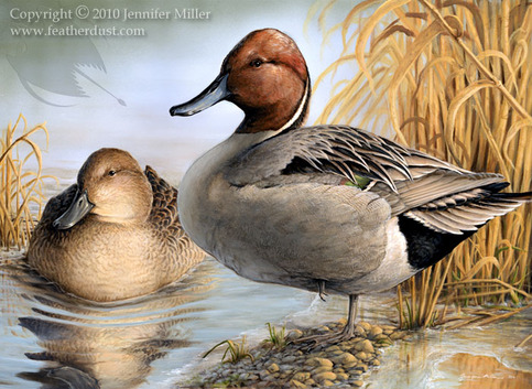 "Chilly Morning" - Northern Pintails Acrylic Painting