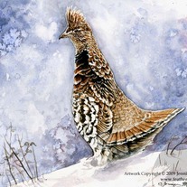 Walert_grouse_watercolor_medium
