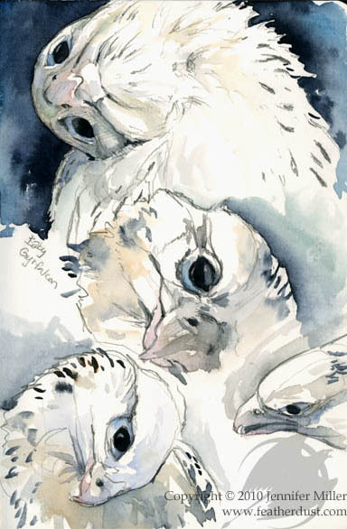 "Baby Gyrfalcons Study" Watercolor Painting