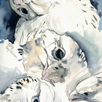 "Baby Gyrfalcons Study" Watercolor Painting