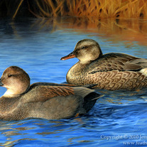 "Gadwalls" Acrylic Painting