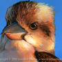 "Laughing Kookaburra" Acrylic Painting - Thumbnail 1