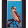 "Laughing Kookaburra" Acrylic Painting - Thumbnail 2