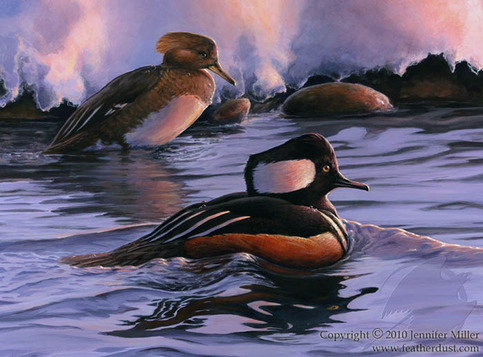 Hooded_mergansers_web_large