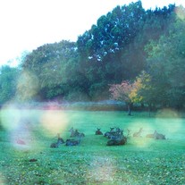 deer herd at twilight - fine art animal photo print - square 5 x 5