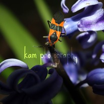 038_kam_watermark_medium