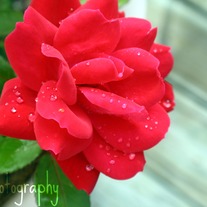087_kam_watermark_medium