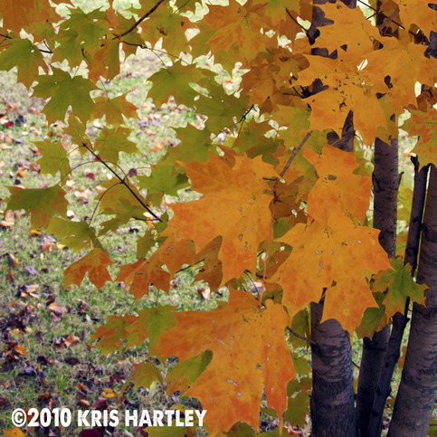 5x5 Square Print - "Autumn Leaves"