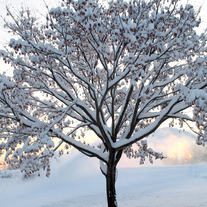 Winter Wonderland 8x10