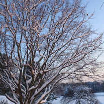 Snow Covered 8x10