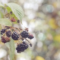 blackberries and bokeh - fine art autumn fruit photo print - 7 x 5