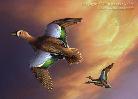 "Blue Winged Teal" Acrylic Painting