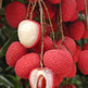 Lychee_small