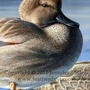 "Cypress Gadwalls" - Acrylic Painting - Thumbnail 1