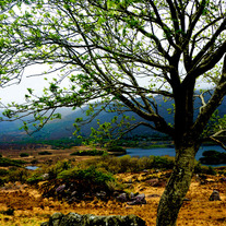 Ring_of_kerry1_medium