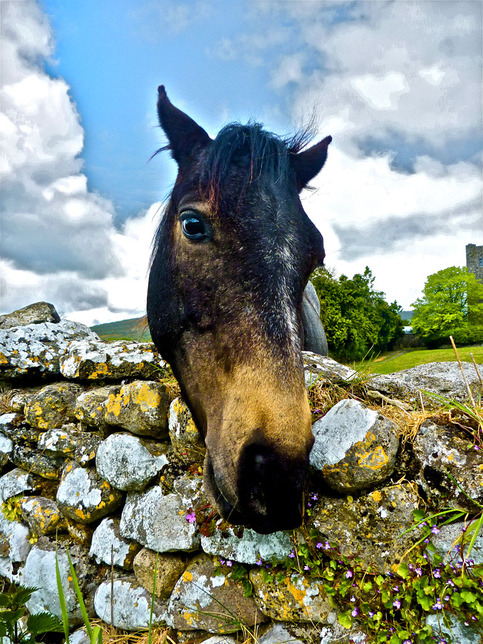 Irish Horse
