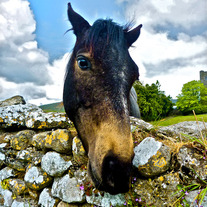 Irish_horse_medium