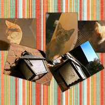 The Praying Mantis and P.J. Postcard Set