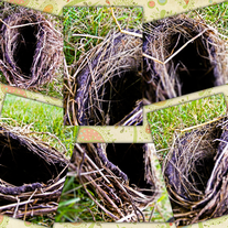 Bird's Nest Postcard Set