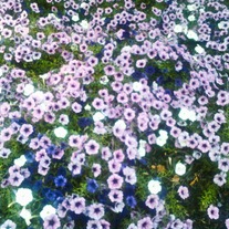 Petunias Print