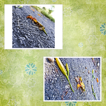 Falling Tiger lillies Print Set