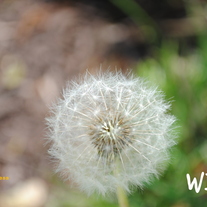 Wish_medium