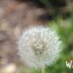 Wish_small