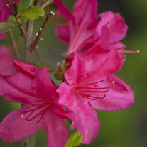 Pink Spring 8x10