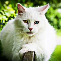 Cat #1 5x7 Postcard