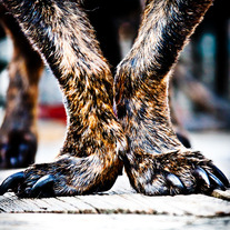 Legs 5x7 Postcard