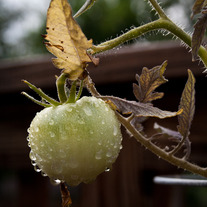 Tomato #1 5x7 Postcard
