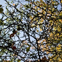 Canopy 8x12 Archival Print