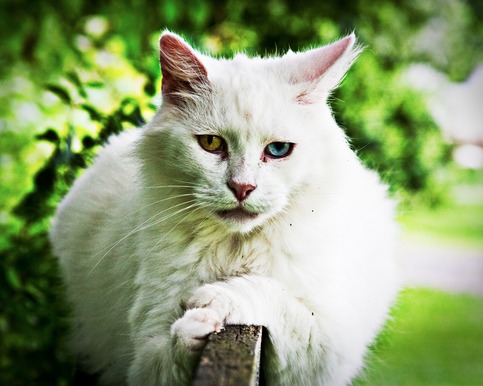 Cat #1 8x10 Archival Print