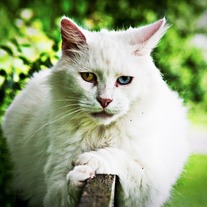 Cat #1 8x10 Archival Print
